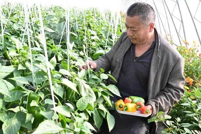 三色彩椒种植棚.jpg