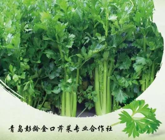金口芹菜1.jpg
